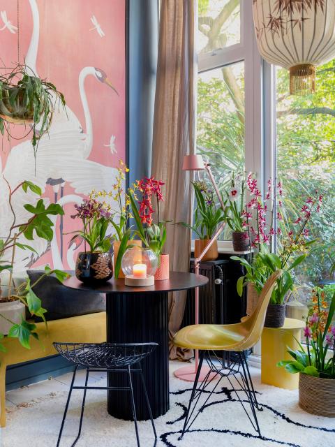 Créez votre jungle d’orchidées | Maplantemonbonheur.fr