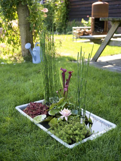 Confectionnez votre mini étang de jardin | Maplantemonbonheur.fr