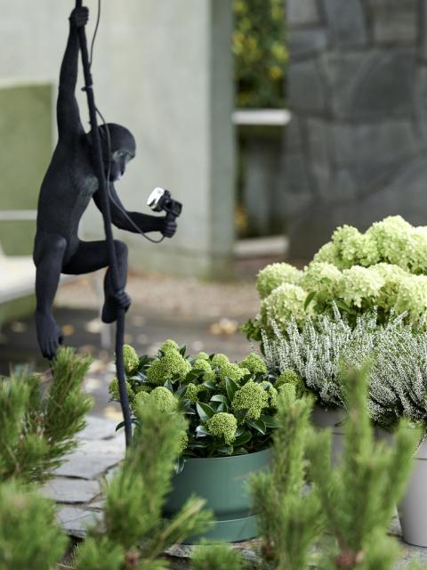 Allumez votre jardin d'automne | Maplantemonbonheur.fr