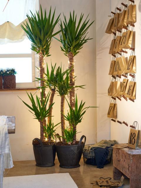 Yucca Christmas Tree on thejoyofplants.co.uk