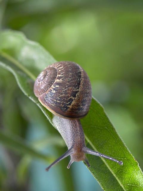 Slak - Mooiwatplantendoen.nl