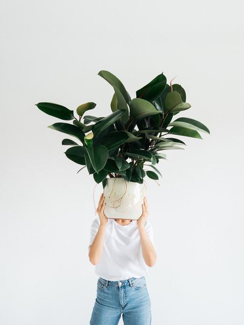 La pleine conscience avec les plantes | maplantemonbonheur.fr