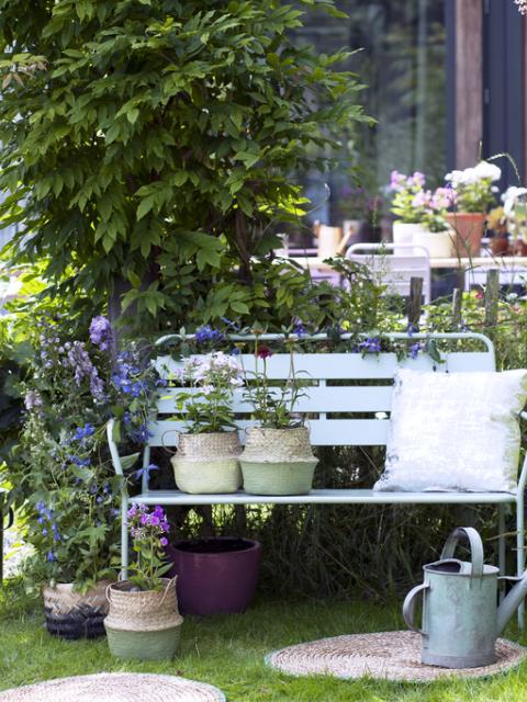 Les plantes vivaces de l’été : echinacea, phlox et delphinium _ Maplantemonbonheur.fr