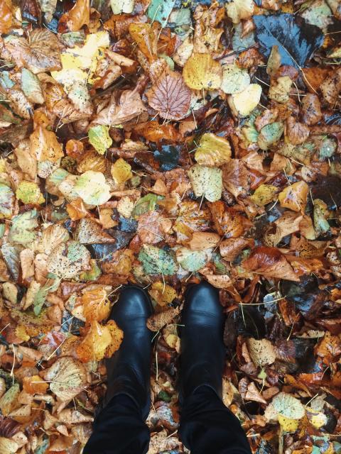 Dans votre jardin en automne - Maplantemonbonheur.fr