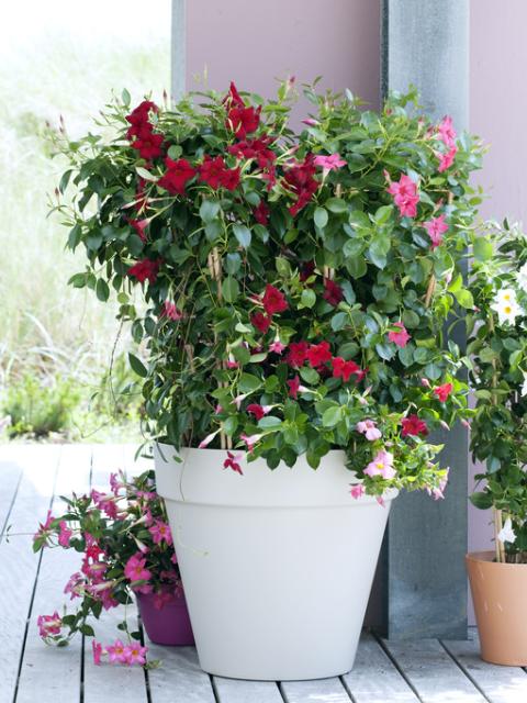 Mandevilla en terrasse_Maplantemonbonheur.fr