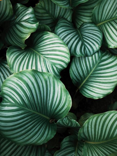 L’histoire des plantes Maplantemonbonheur.fr