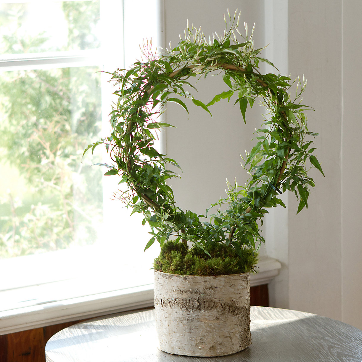 Plantes D Amour Ma Plante Mon Bonheur Plantes D Amour Ma Plante Mon Bonheur